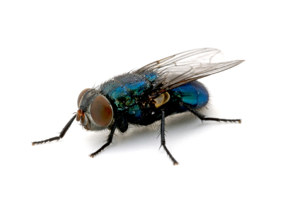 Green Bottle Fly Control & Prevention