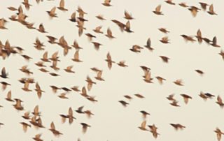 Flock of birds flying in the sky.