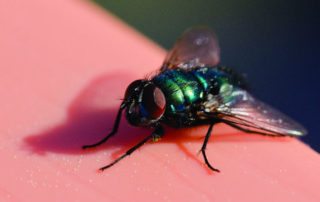 Close up of a fly.