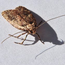 stored product pests