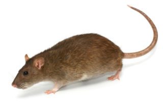 Norway Rat on white background.