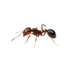 Red Imported Fire Ant on white background.