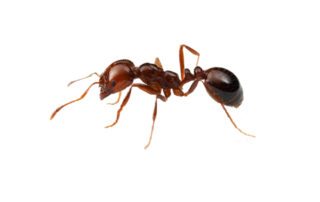 Red Imported Fire Ant on white background.