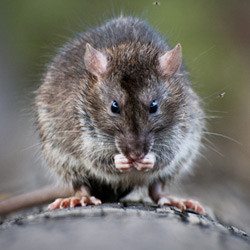 Why You Have Roof Rats Copesan Blog