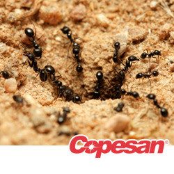 as the manager of a food processing or storage facility you know that stored product pests can be a serious problem these pests are known for infesting
