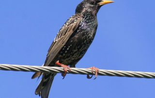 Starling perched on a wire.