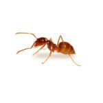 Tawny Crazy Ant on white background.