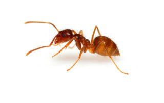 Tawny Crazy Ant on white background.