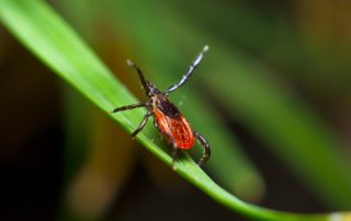 Close up of a tick on a plant.