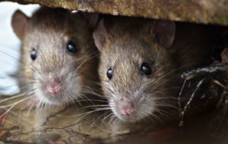 Two brown rats between slabs of concrete.