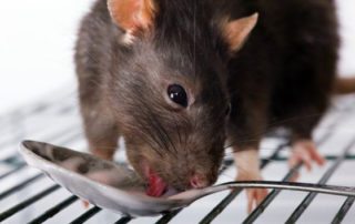 close up of rat licking a spoon