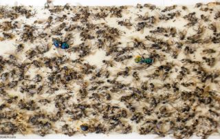 Ants and flies stuck to a glue board.