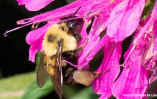 Bee eating the nectar out of a bright pink flower.
