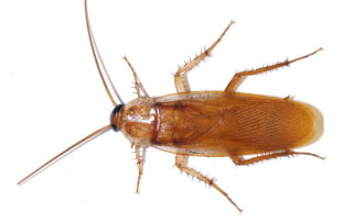 Turkestan Cockroach on a white background.