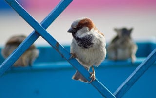 Bird perched on a metal fence.