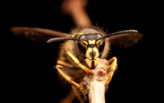 Close up of a wasps face.