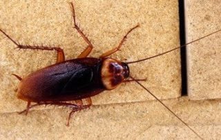 American Cockroach on concrete.