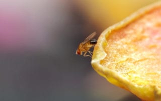 Fruit fly on a piece of fruit.