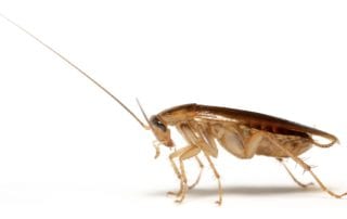 Close-up of a cockroach.