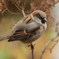 Sparrows