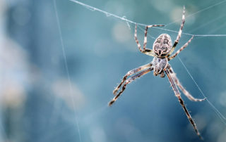 Large spider hanging from spider web.