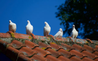 Five pigeons sitting on top of a clay roof.