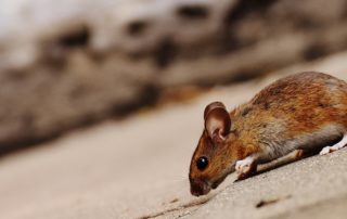Brown mouse on concrete.