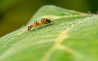Red ant on a green leaf.