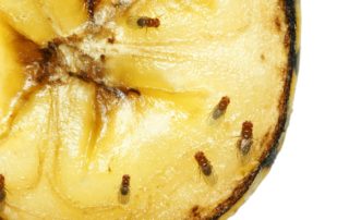 Fruit flies on a piece of yellow fruit.
