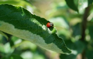 Single red lady bug on green leaf.