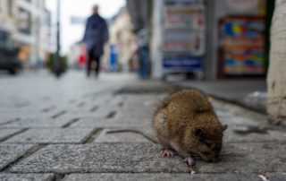 A rat sitting in the street.