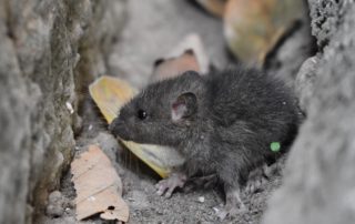 Gray rat in a small space.