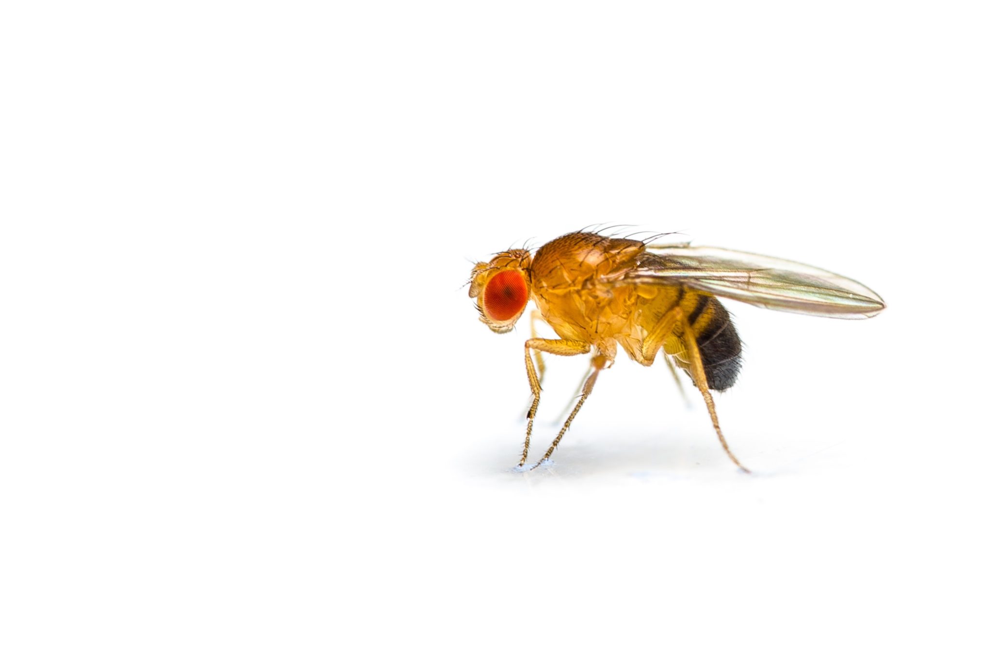 https://www.copesan.com/wp-content/uploads/2020/10/fruit-fly-iStock-185711293-flipped-scaled.jpg