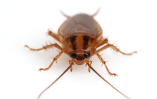 close up photo of cockroach