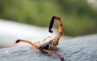 scorpion-pest-management
