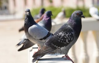 Pigeons-Birds-Park