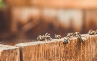 multiple wasps on a wood fence