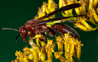 close up photo of paper wasp on flower