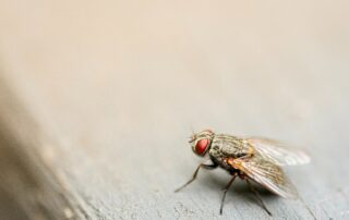 close up photo of fly on wood background
