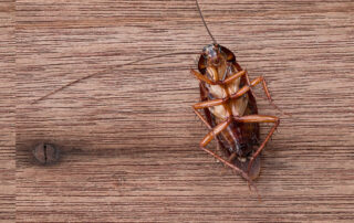 cockroach on wooden background