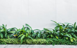 Green grass sprouts up in front of a white wall and sidewalk